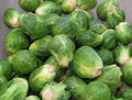 Brussel Sprouts Seeds - Long Island Improved Variety - Non-GMO, Heirloom Brassica oleracea - Home Garden, Container Growing