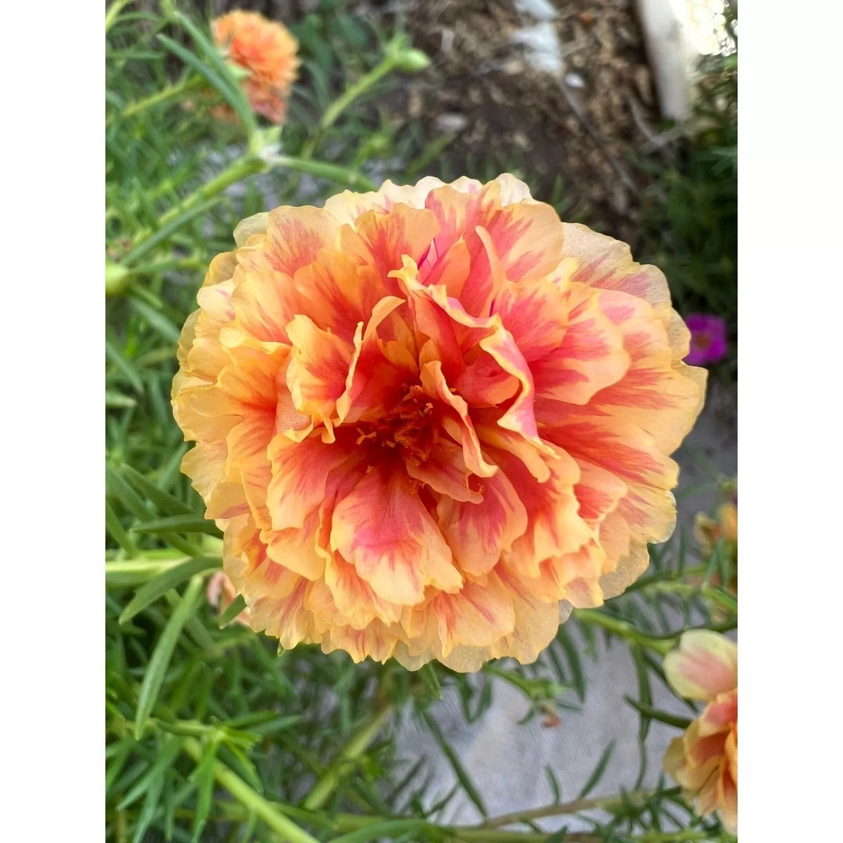 Unrooted Portulaca grandiflora Cuttings - TONGRI Color Variety, Drought Tolerant, Flowering Plant