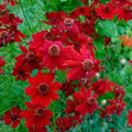Coreopsis Seeds - 500 Count Plains Tall Red Heirloom Non-GMO Pollinator Friendly Deer Resistant Seeds