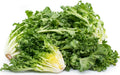 Endive Green Curled Ruffec Seeds – Organic, Non-GMO, Heirloom Salad Greens, Cichorium endivia, 350 Pack