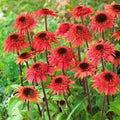 50 Raspberry Delight Coneflower Seeds | Echinacea purpurea Perennial Flowers for Garden | Butterfly Attracting, Drought Tolerant, USA Grown