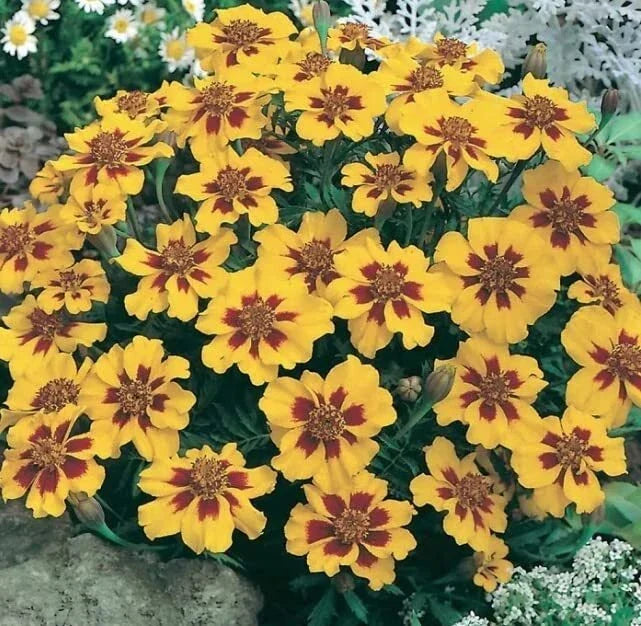 French Marigold Seeds Dwarf Naughty Marietta 200 Seeds Tagetes patula Easy to Grow Garden Flowers