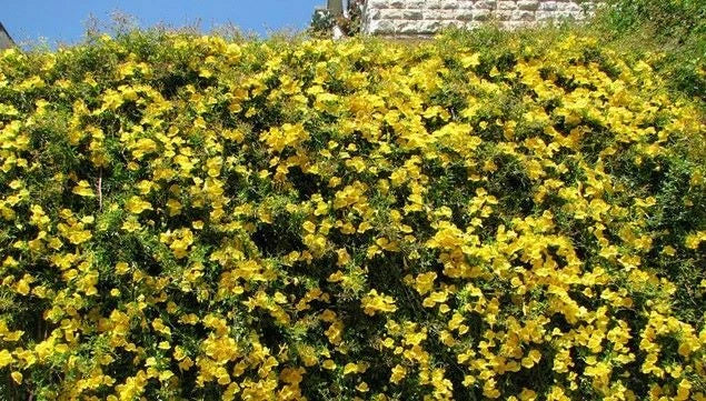 Bignonia Crossvine Starter Plant - Yellow Variety, Climbing Vine, Attracts Butterflies, Rooted, USA Seller