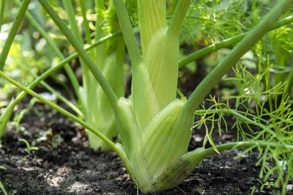 Florence Fennel Seeds - Non-GMO Finocchio Variety, Anise Aroma, Culinary Herb Garden Seed
