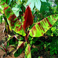 Red Tiger Darjeeling Banana Seeds - Musa sikkimensis, Hardy Zone 5, Tropical Plant Seeds, Red-Striped Foliage, Garden or Container