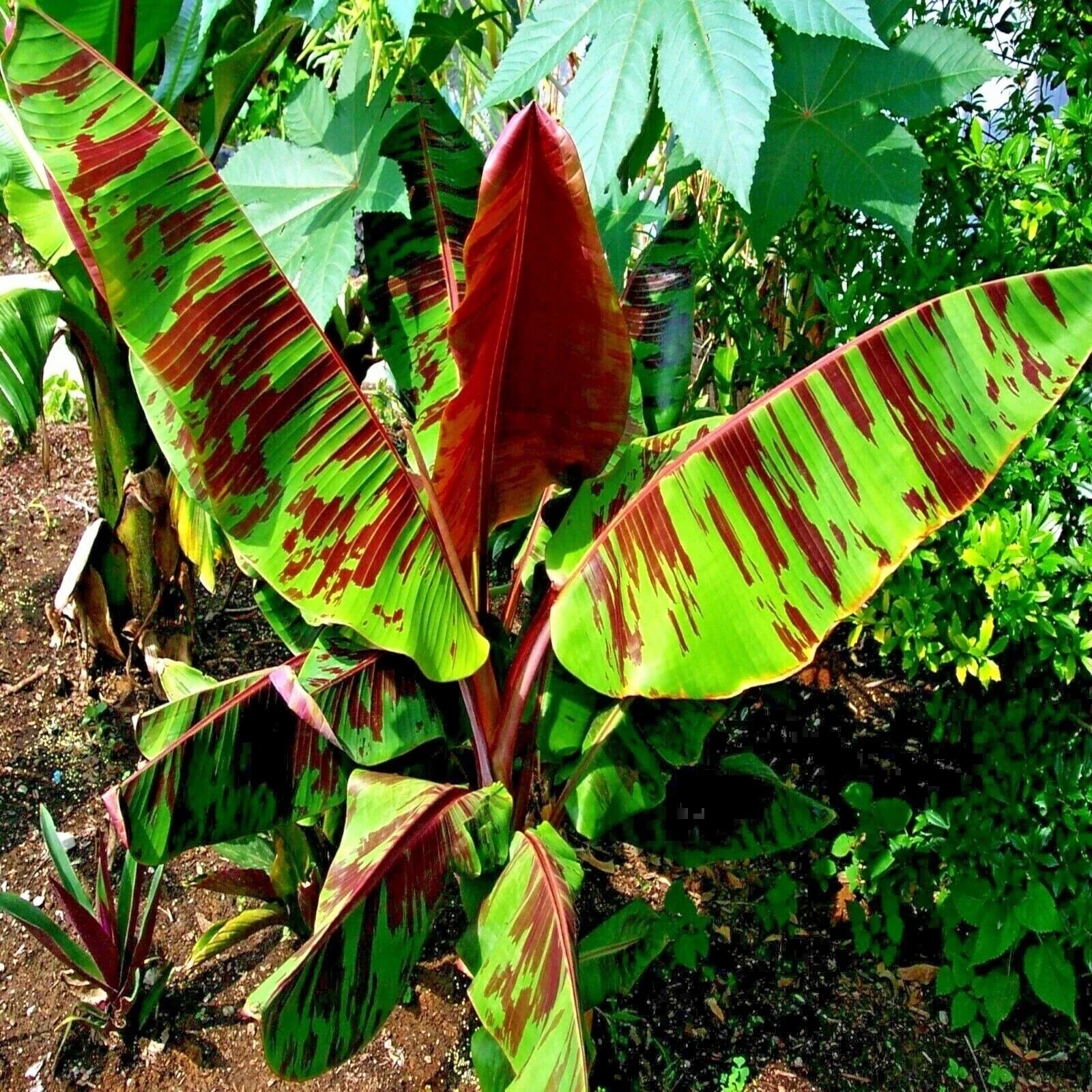 Red Tiger Darjeeling Banana Seeds - Musa sikkimensis, Hardy Zone 5, Tropical Plant Seeds, Red-Striped Foliage, Garden or Container