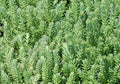 Sedum Seeds 200 Count - Blue Spruce Hardy Sedum with Yellow Summer Flowers - Sedum rupestre Ground Cover and Drought Tolerant