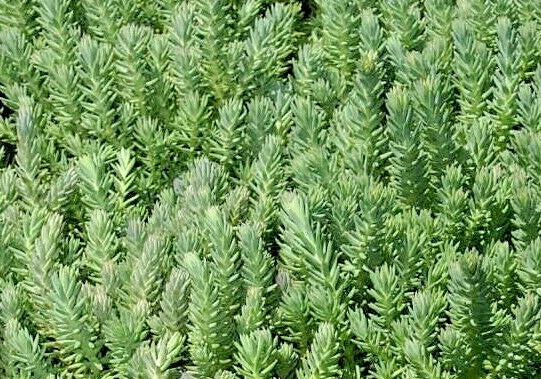 Sedum Seeds 200 Count - Blue Spruce Hardy Sedum with Yellow Summer Flowers - Sedum rupestre Ground Cover and Drought Tolerant