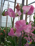 Sweet Pea Seeds - 50+ Pack - Solstice Light Pink - Lathyrus odoratus - Climbing Annual Flower for Garden, Fences, Trellises