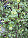 Succulent Plant Cuttings 25 Pack Elephant Bush Portulacaria afra Red Stem Cactus Variety