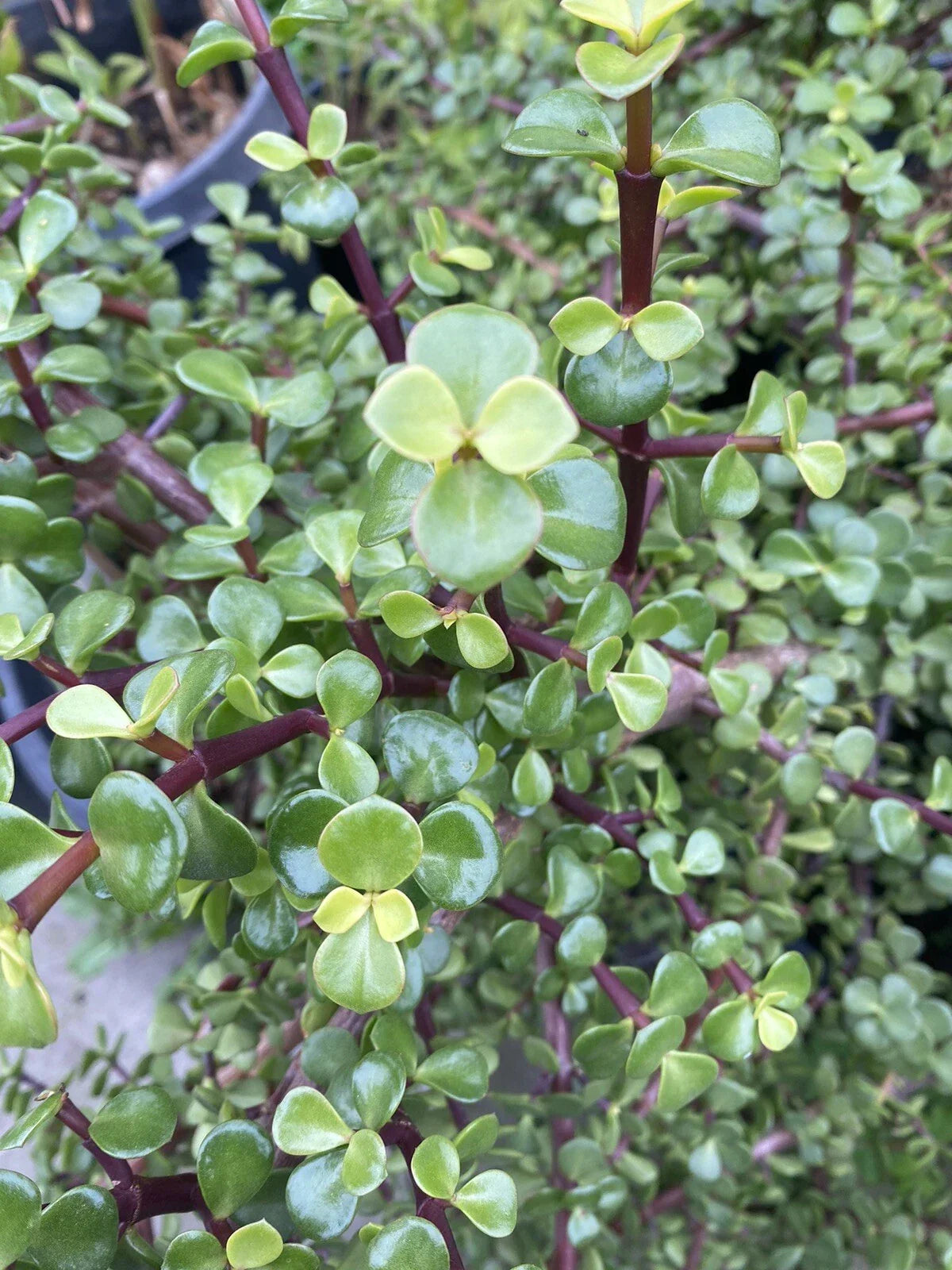 Succulent Plant Cuttings 25 Pack Elephant Bush Portulacaria afra Red Stem Cactus Variety