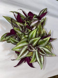 Wandering Jew Plant Cuttings - 10 Rooted Tradescantia zebrina Indoor Houseplant, Trailing Vine