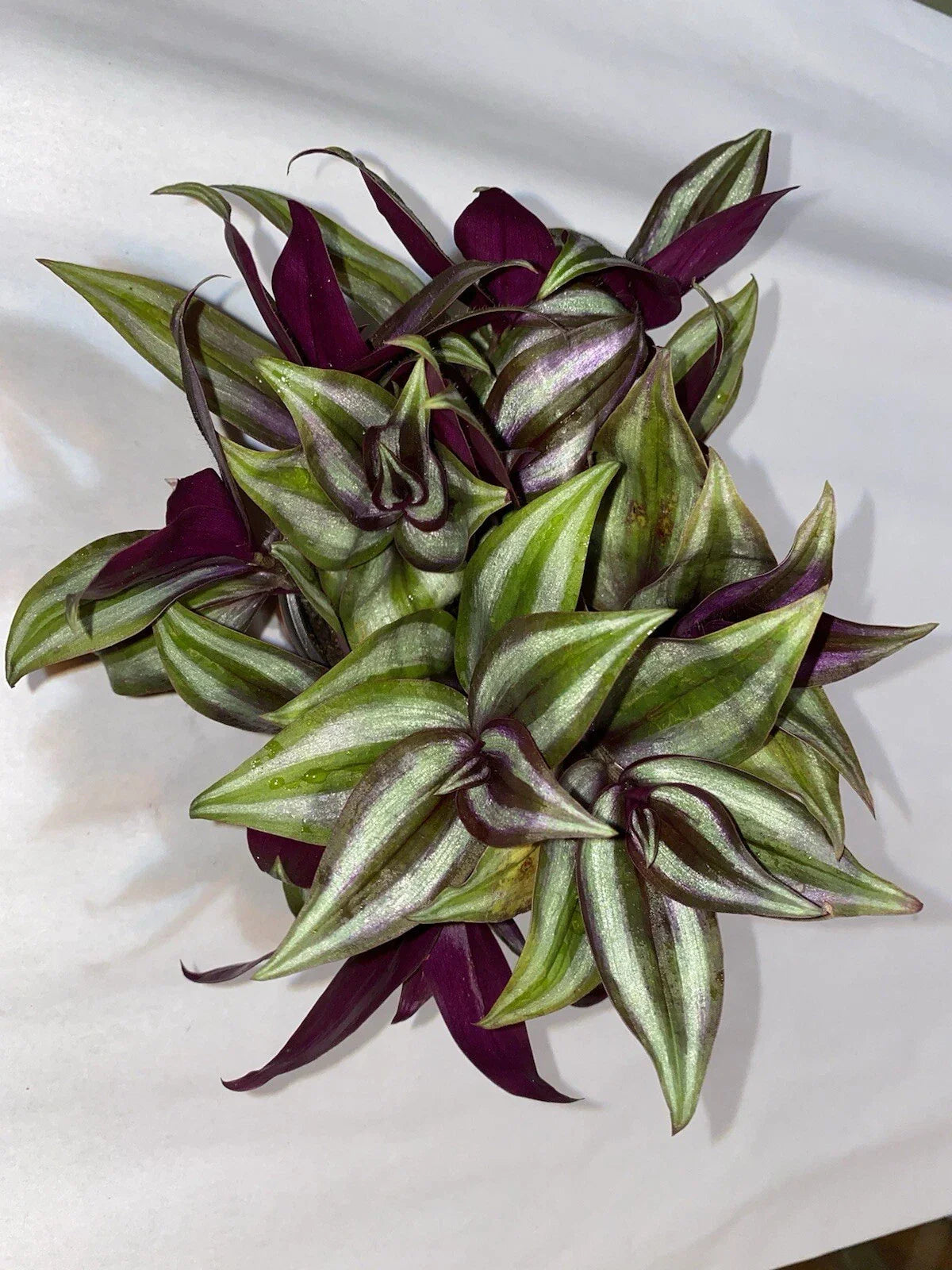 Wandering Jew Plant Cuttings - 10 Rooted Tradescantia zebrina Indoor Houseplant, Trailing Vine