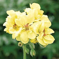 Yellow Geranium Seeds – 10 Perennial Pelargonium x hortorum for Gardens & Containers