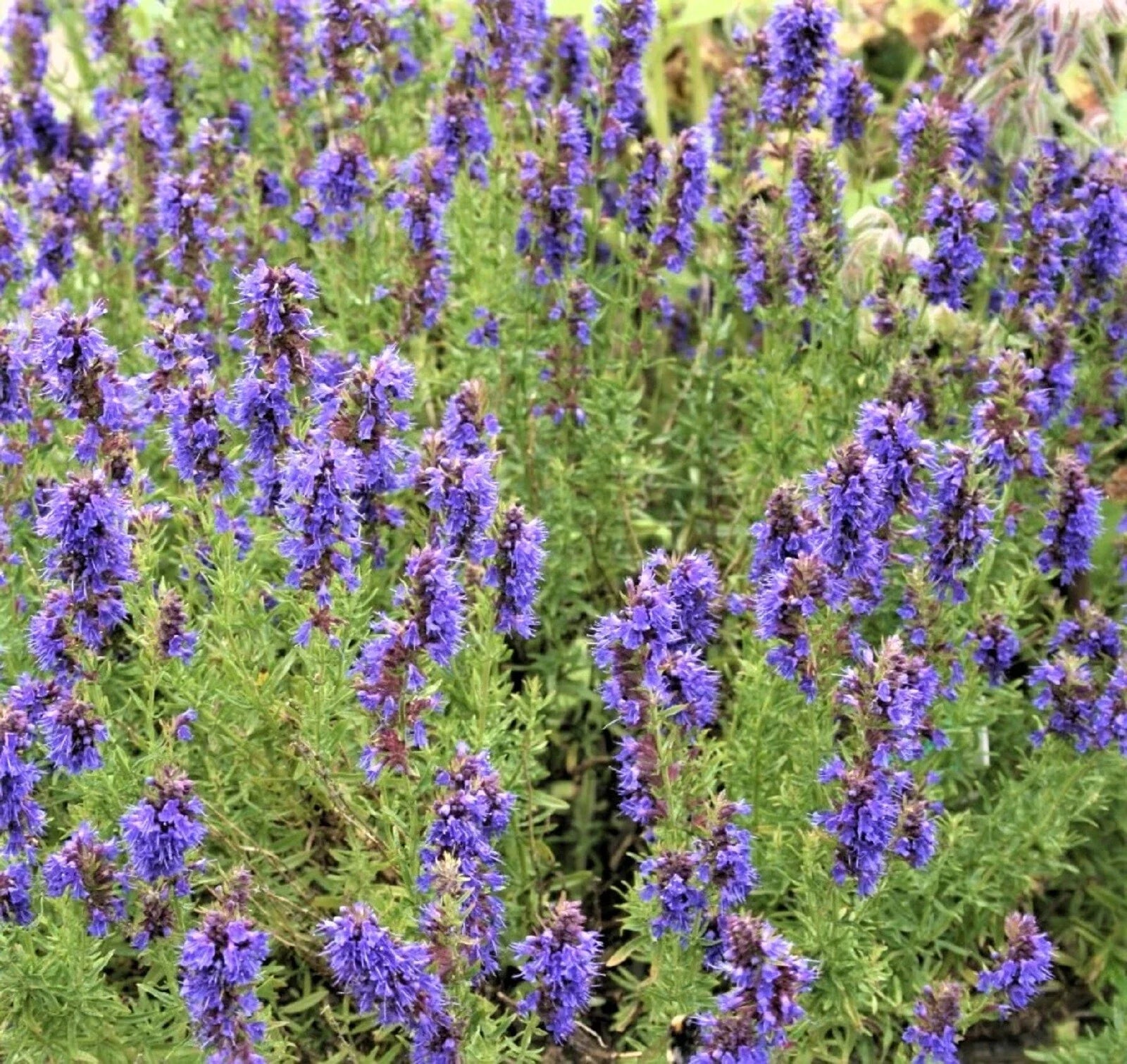 Hyssop Seeds - Non-GMO Herb Seeds for Garden, Culinary, Pollinator Attractant - Hyssopus officinalis, 100+ Seeds