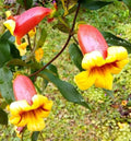 Live Plant - Tangerine Beauty Cross Vine in 4-Inch Pot - Bignonia Capreolata with Yellow-Orange Flowers
