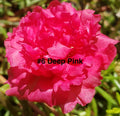 Moss Rose Cuttings 10 Unrooted Deep Pink Portulaca Grandiflora for Sunny Gardens & Containers