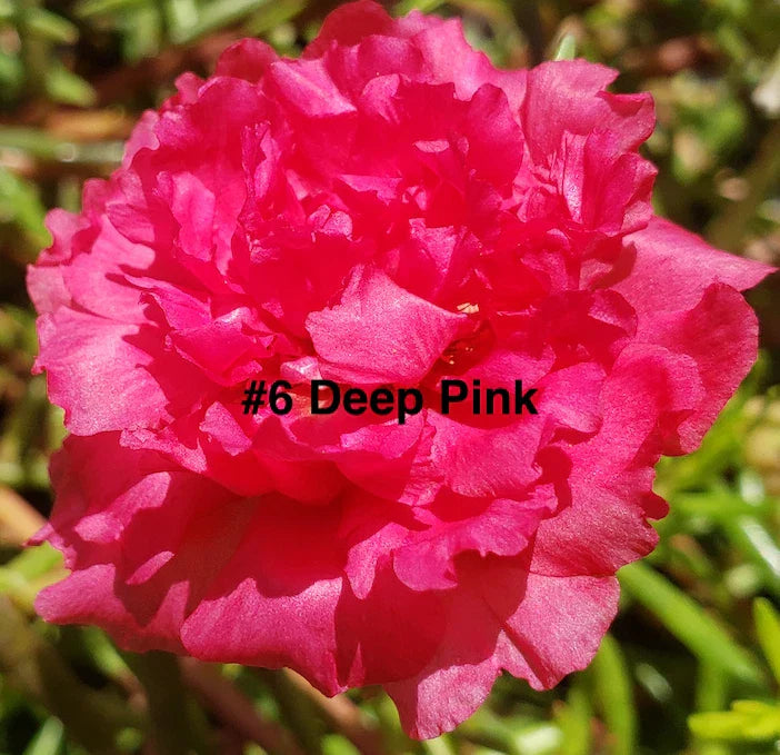 Moss Rose Cuttings 10 Unrooted Deep Pink Portulaca Grandiflora for Sunny Gardens & Containers