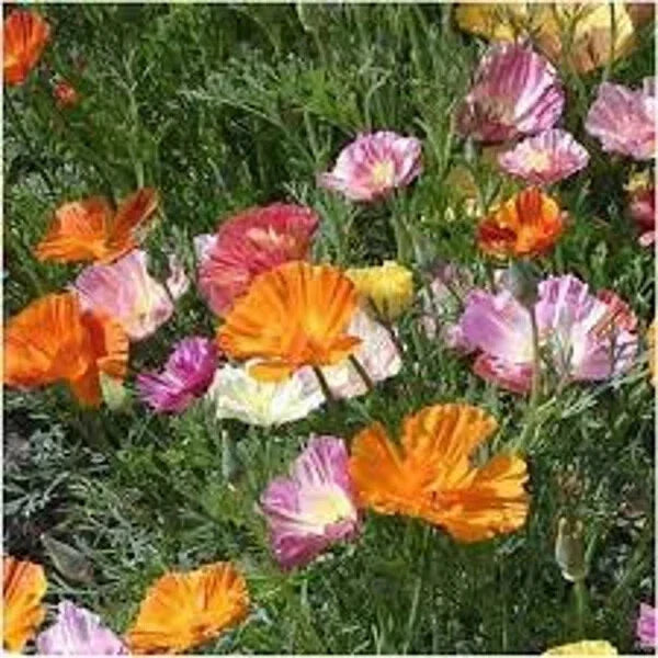 California Ballerina Poppy Seeds - Organic, Non-GMO, 200 Pack, Eschscholzia californica, Wildflower, Full Sun, Easy to Grow