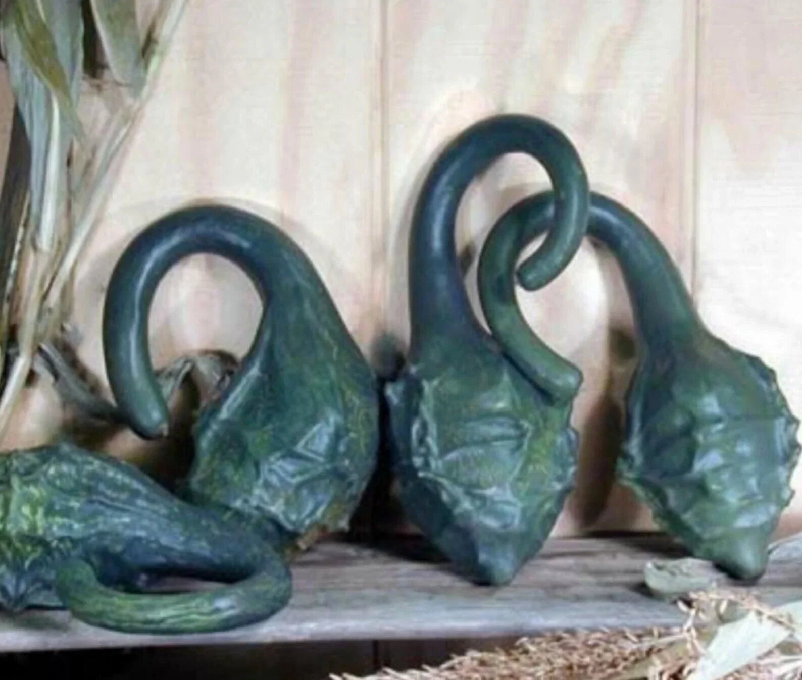 Caveman's Club Dinosaur Gourd Seeds – Heirloom Cucurbita pepo, Ornamental & Crafting, 10 Seeds
