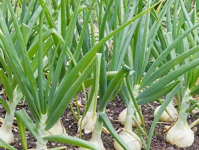 Treated Vidalia Sweet Onion Seeds - Heirloom Non-GMO Vegetable Seeds - Allium cepa for Home Gardening