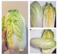Chinese Cabbage Seeds - Michihili Heading Brassica rapa, Heirloom Vegetable Seeds for Home Garden, 500+ Seeds