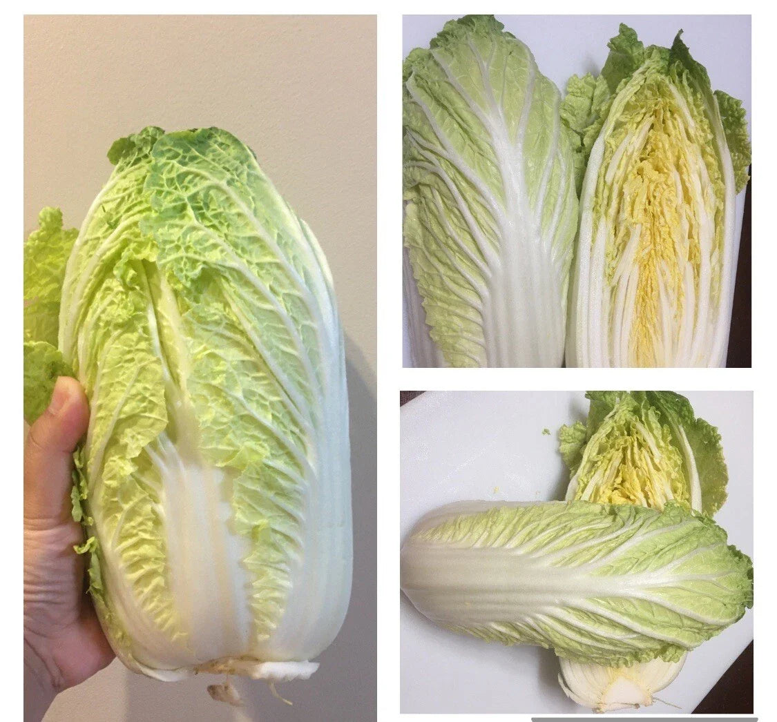 Chinese Cabbage Seeds - Michihili Heading Brassica rapa, Heirloom Vegetable Seeds for Home Garden, 500+ Seeds