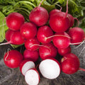 Radish Seeds - 300+ NON-GMO Heirloom Raphanus sativus for Home Garden, Container Gardening, Fast Germination
