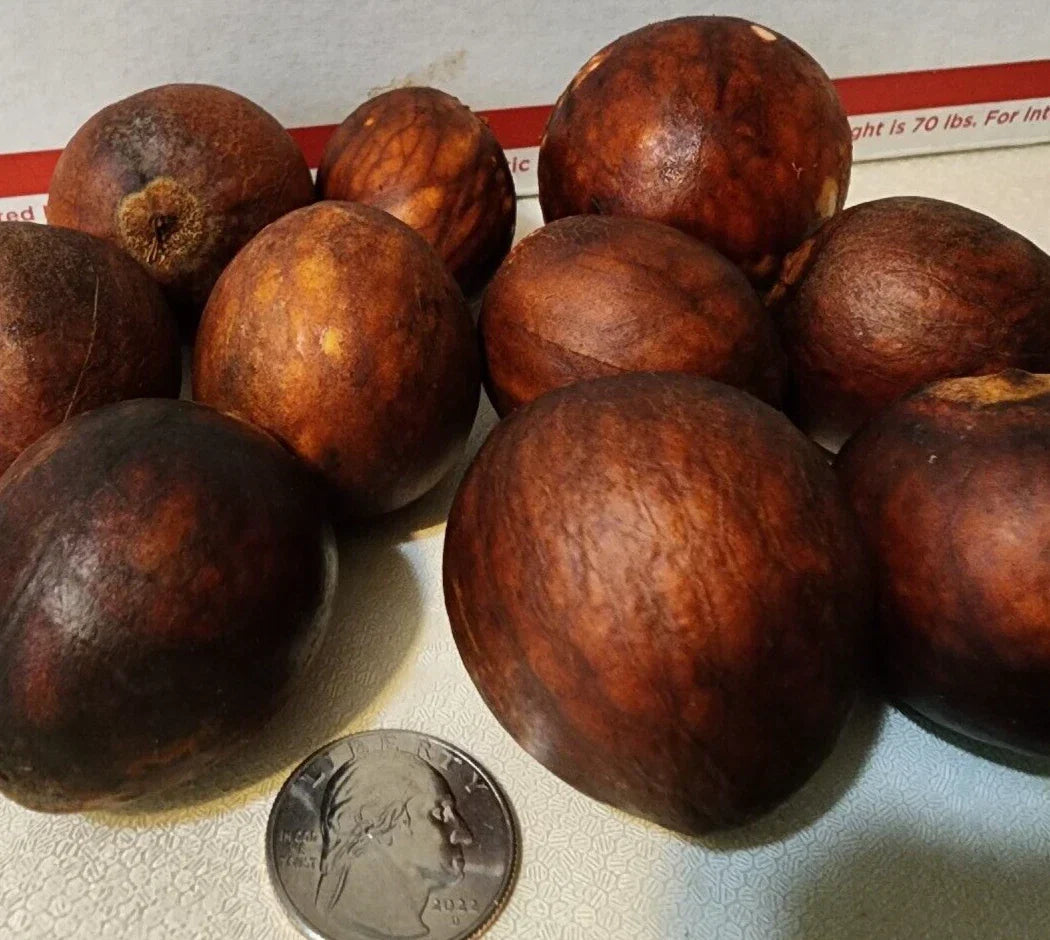 Lula Avocado Fruit Tree Seeds - 2 Premium Persea Americana High Yield for Home Garden