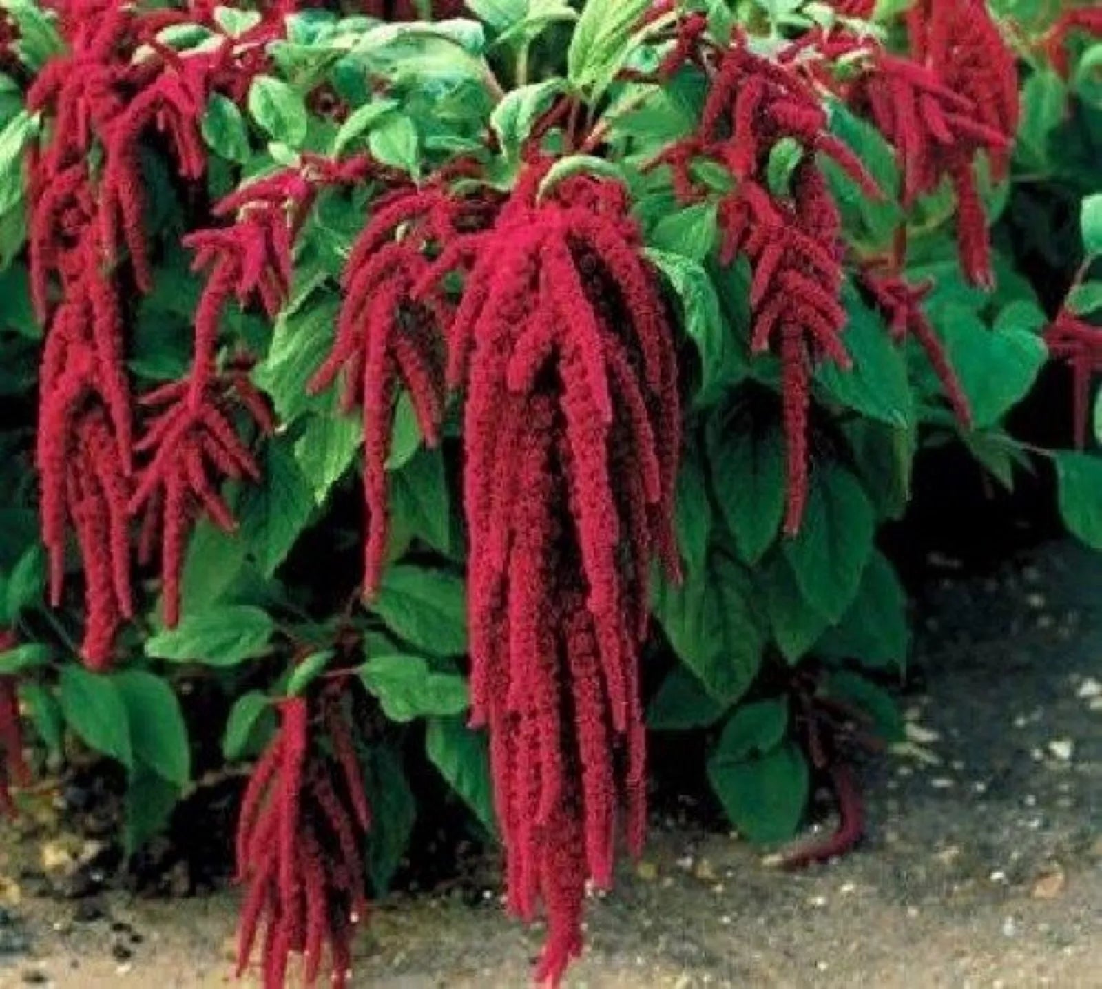 Love Lies Bleeding Flower Seeds - 1000 Seeds, Amaranthus caudatus, Vibrant Red Blooms, Easy to Grow, Garden Borders & Containers