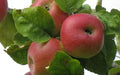 Brabant Bellefleur Apple Seeds - 25+ Pack for Gardening, Malus domestica, Fruit Tree, Home Orchard, USA Shipping