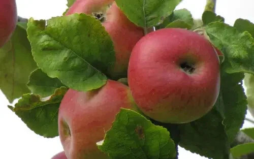 Brabant Bellefleur Apple Seeds - 25+ Pack for Gardening, Malus domestica, Fruit Tree, Home Orchard, USA Shipping