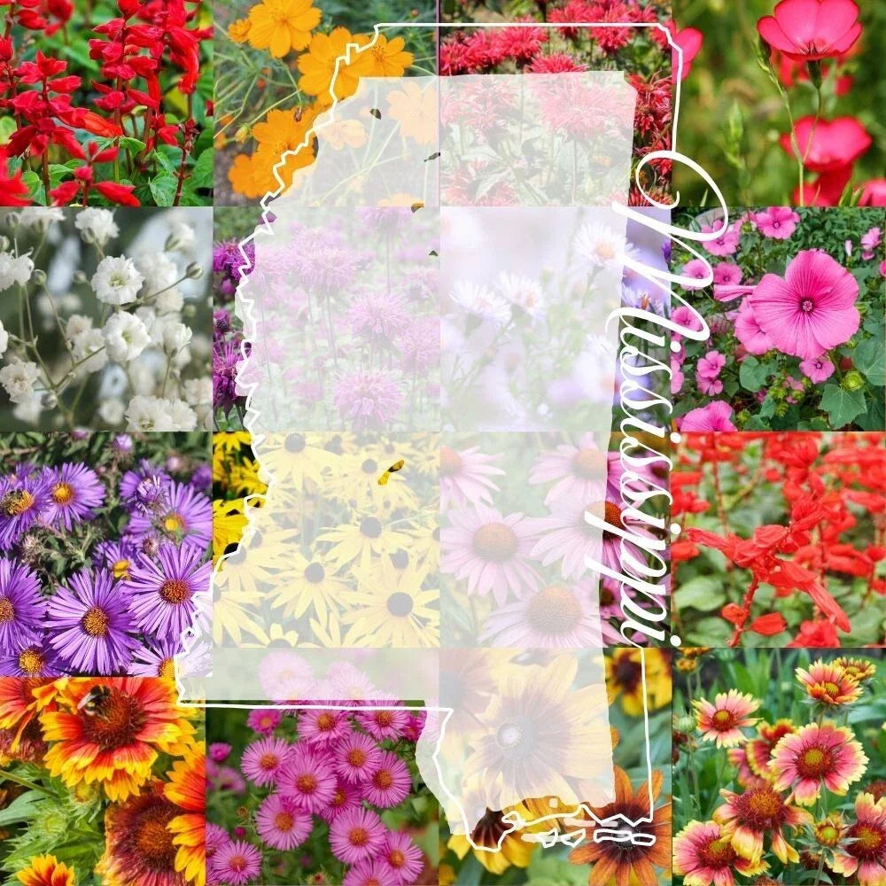 Mississippi Wildflower Seed Mix 1/4LB Bulk Native Flower Seeds for Pollinator Gardens, Colorful Blooms, 2,000 sq ft