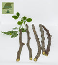 Organic Moringa oleifera Cuttings - 5 Pack for Home Garden, Landscaping, Container Planting, Florida Grown