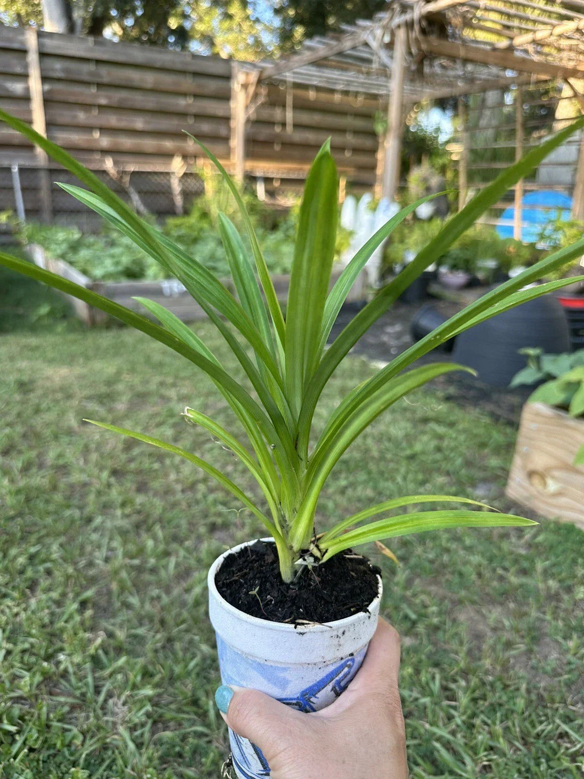 Live Pandanus amaryllifolius Cup Pandan Leaves Plant – Aromatic Culinary Herb 5”-9”