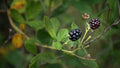 Organic Forest Raspberry Plant Bare Root Rubus idaeus Heritage Variety for Home Garden