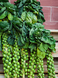 Brussels Sprouts Seeds – Organic Non-GMO Heirloom Long Island Variety, 200+ Seeds, Brassica oleracea