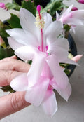 Thanksgiving Holiday Cactus 5 Pack Pink Schlumbergera truncata Ready to Plant, Indoor & Outdoor Succulents