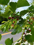 White Mulberry Tree Seeds - Morus Alba, Edible Fruit, Hardy, Fast-Growing, Easy to Grow, Deciduous Tree, Ornamental, Wildlife Attractant
