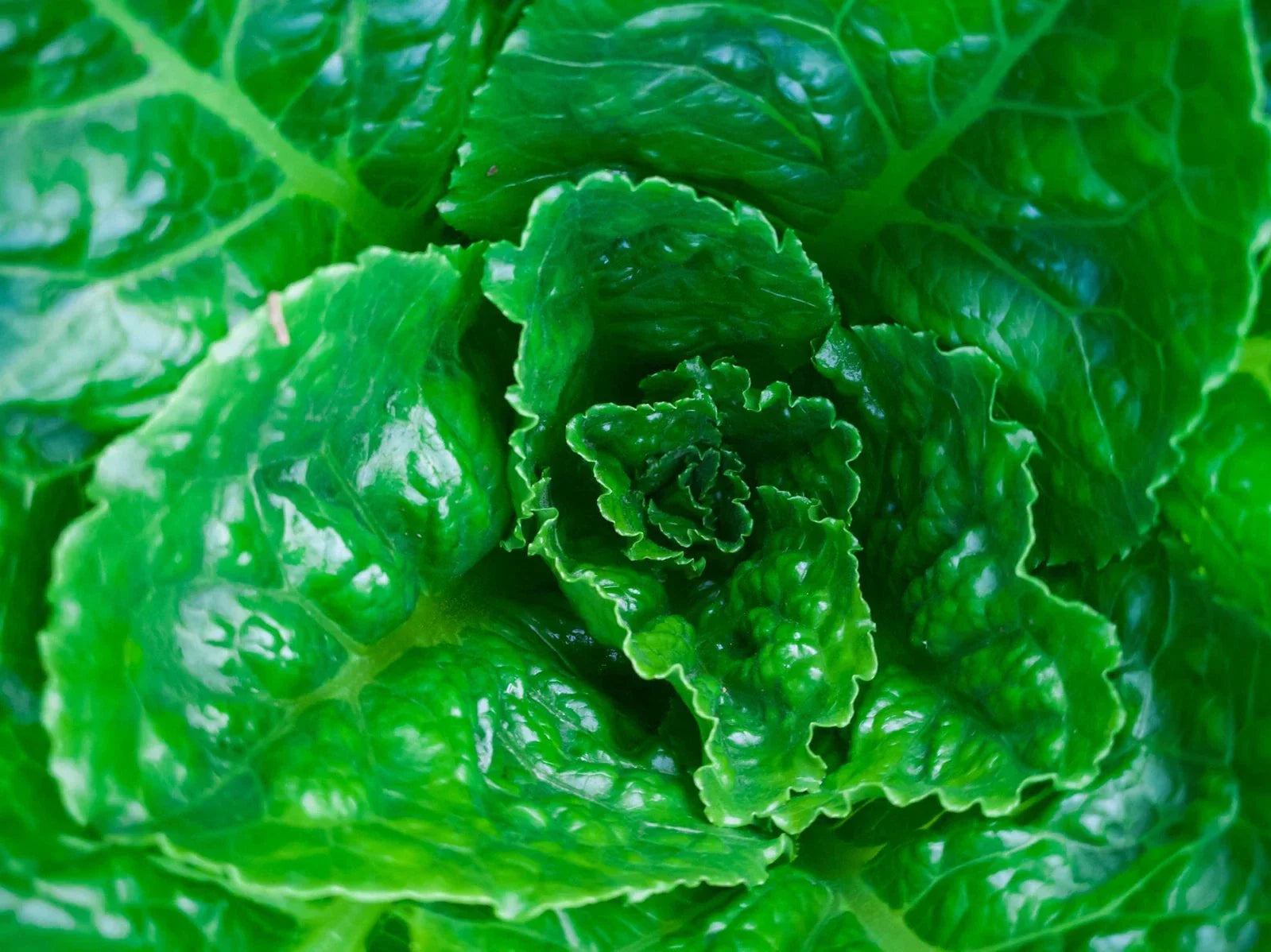 Parris Island Lettuce Seeds - Non-GMO Heirloom, Loose-Leaf, Lactuca sativa, Urban Gardening, Salad Greens, Container Planting