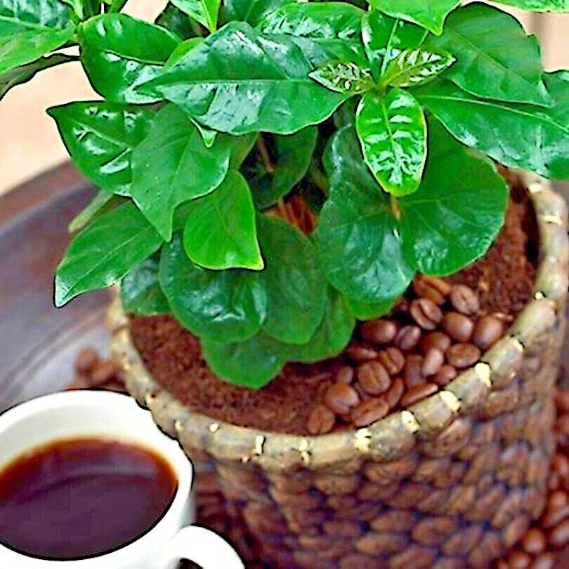 Coffea Arabica Seeds - 10 Tropical Coffee Bean Seeds for Indoor House Plant - Rare Exotic Coffee Plant