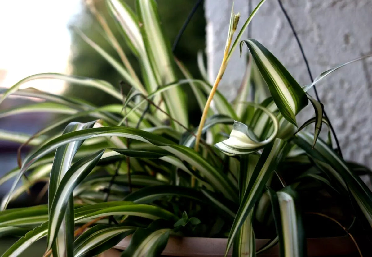 Green Live Spider Plant Cuttings - Bare Root Mixed Varieties - Chlorophytum comosum - Indoor Plant Propagation