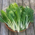 500 Swiss Chard Seeds - Fordhook Giant Non-GMO Heirloom Beta vulgaris subsp. cicla for Home Garden, Nutritious Greens, Easy to Grow