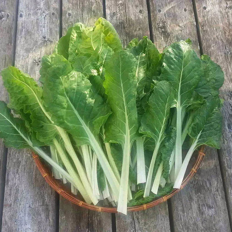 500 Swiss Chard Seeds - Fordhook Giant Non-GMO Heirloom Beta vulgaris subsp. cicla for Home Garden, Nutritious Greens, Easy to Grow