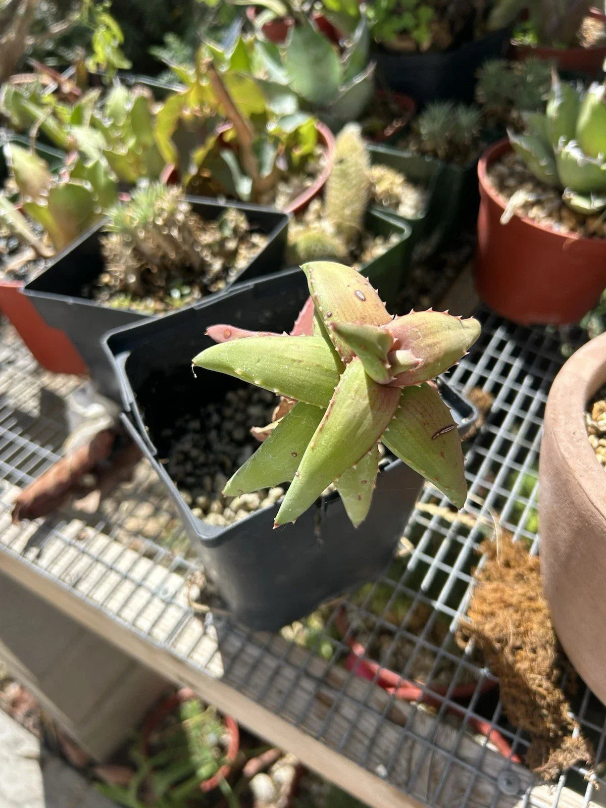 Aloe Pearsonii Rooted Cutting - Succulent Plant for Indoor & Outdoor Gardening - Aloe Vera Family (Aloe pearsonii)