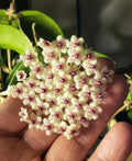 Hoya phuwuaensis Plant - 3 1/4" Pot - Rare Wax Vine with Fragrant White Pink Flowers - Indoor Houseplant