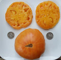 Fresh Tomato Seeds Pack of 25 - Kellogg's Breakfast Solanum lycopersicum Heirloom, Yellow-Orange, Sweet & Tangy