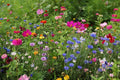 Northeast Wildflower Seed Mix - 19 Annuals & Perennials for Native Gardens - Pollinator Friendly, Eco-Friendly, Free Shipping