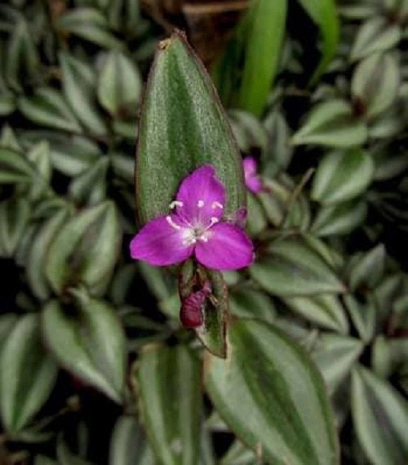 5 Potted Tradescantia Zebrina ‘Evanesce’ Indoor Houseplants with Pink Purple Foliage, Trailing Wandering Jew Live Plants