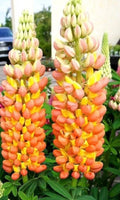 Lupine Seeds - 25 Pack, Orange Yellow Perennial Flower Seeds, Lupinus polyphyllus, Hardy, Pollinator Attracting, Drought Tolerant